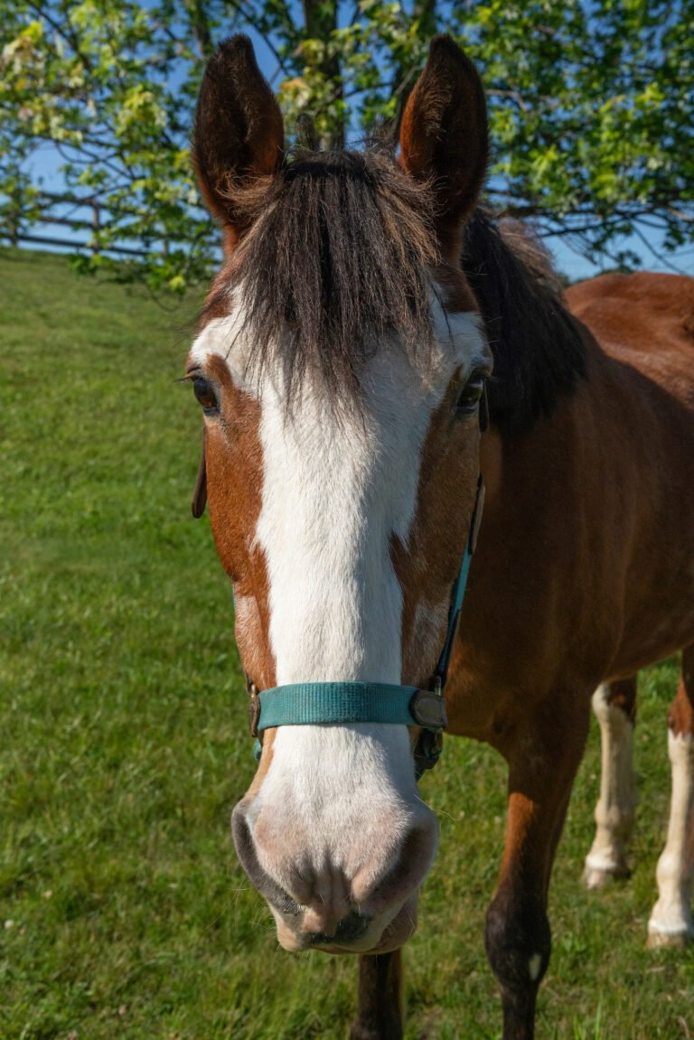 head shot of chestnut mare Cass with wide white blaze