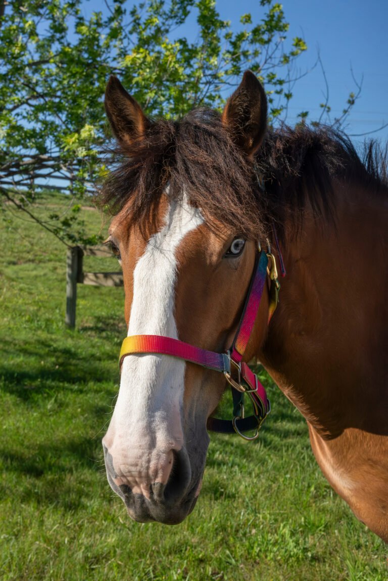 Head shot of Marbles, chestnut/roan mare with a wide white blaze