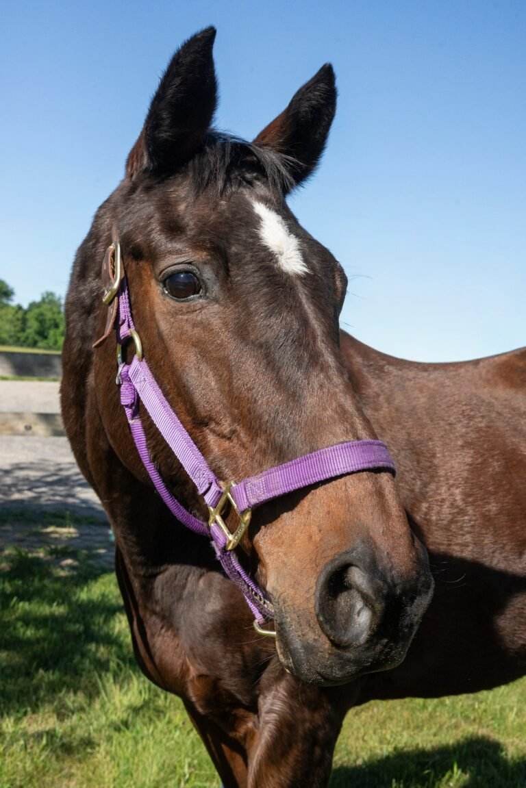 Bay mare named Mia