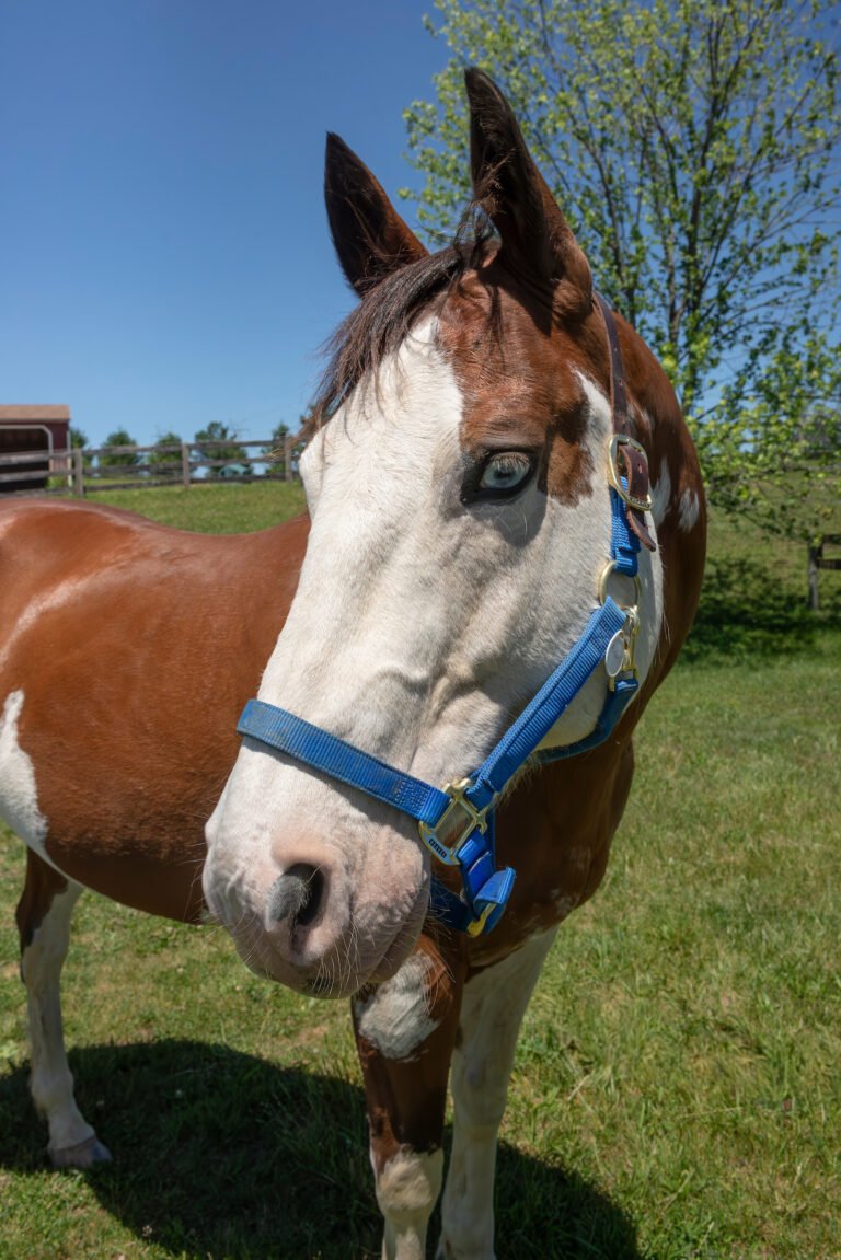 Head shot of Rebel, a chestnut skewbald gelding with a mostly white face