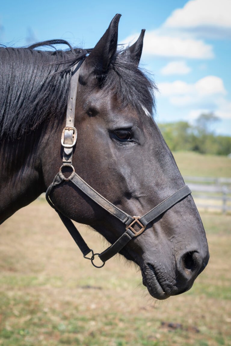 Head shot of black mare Rosemary