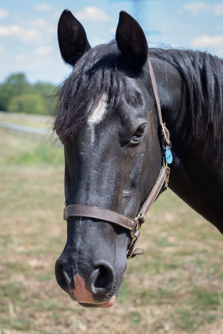 Head shot of Shadow, black gelding with white star