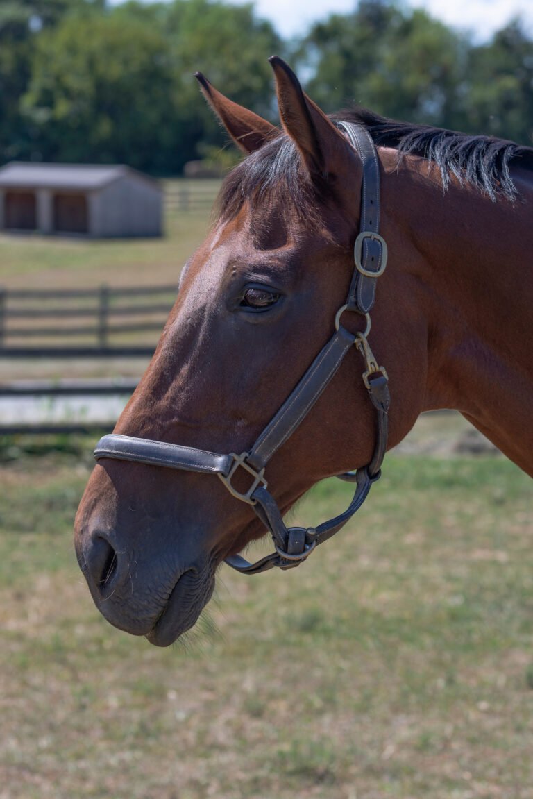 Head shot of bay gelding Vegas